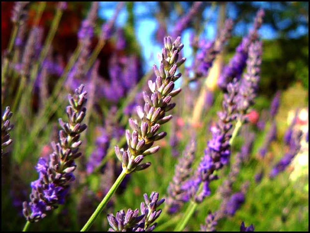 Lavendel, 10 ml., 100% ren terisk olie