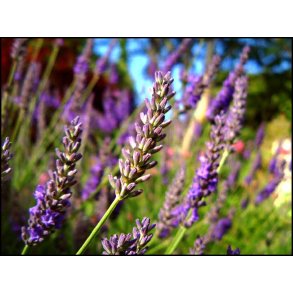 Lavendel, 10 ml., 100% ren �terisk olie