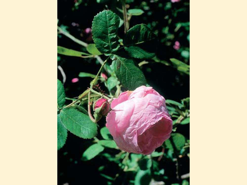 Rose, 10ml., naturidentisk duftolie
