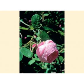 Rose, 10ml., naturidentisk doftolja